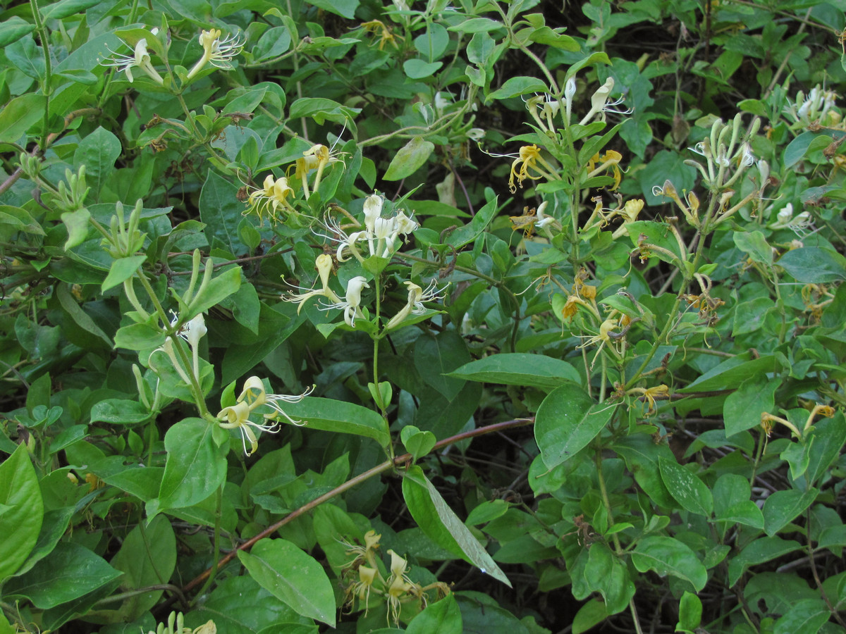 Image of Lonicera japonica specimen.