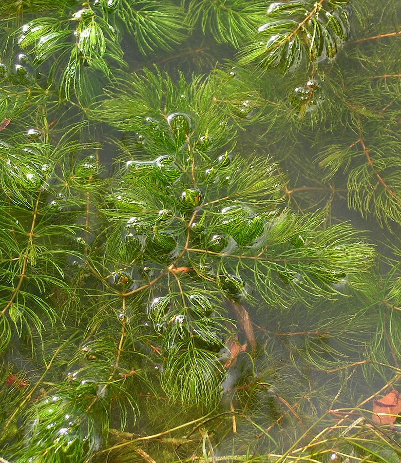 Изображение особи Ceratophyllum oryzetorum.