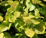 Viburnum lantana. Соплодия с завязавшимися плодами и листья ('Aureum'). Санкт-Петербург, Ботанический сад БИН РАН. 10.06.2015.