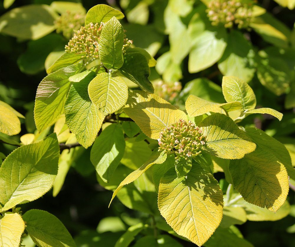 Image of Viburnum lantana specimen.