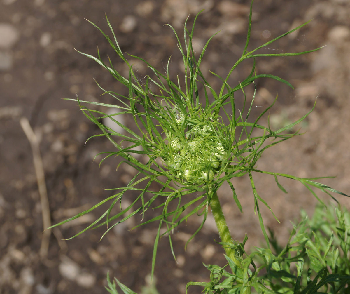 Изображение особи Daucus sativus.