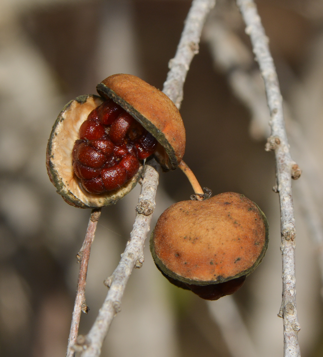 Image of Pittosporum phillyraeoides specimen.