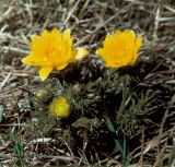 Adonis volgensis