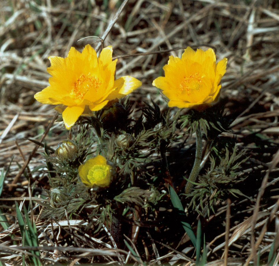 Image of Adonis volgensis specimen.