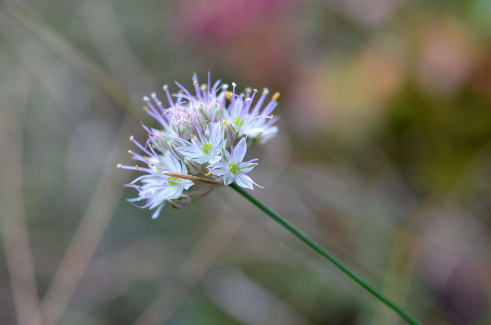 Image of genus Allium specimen.