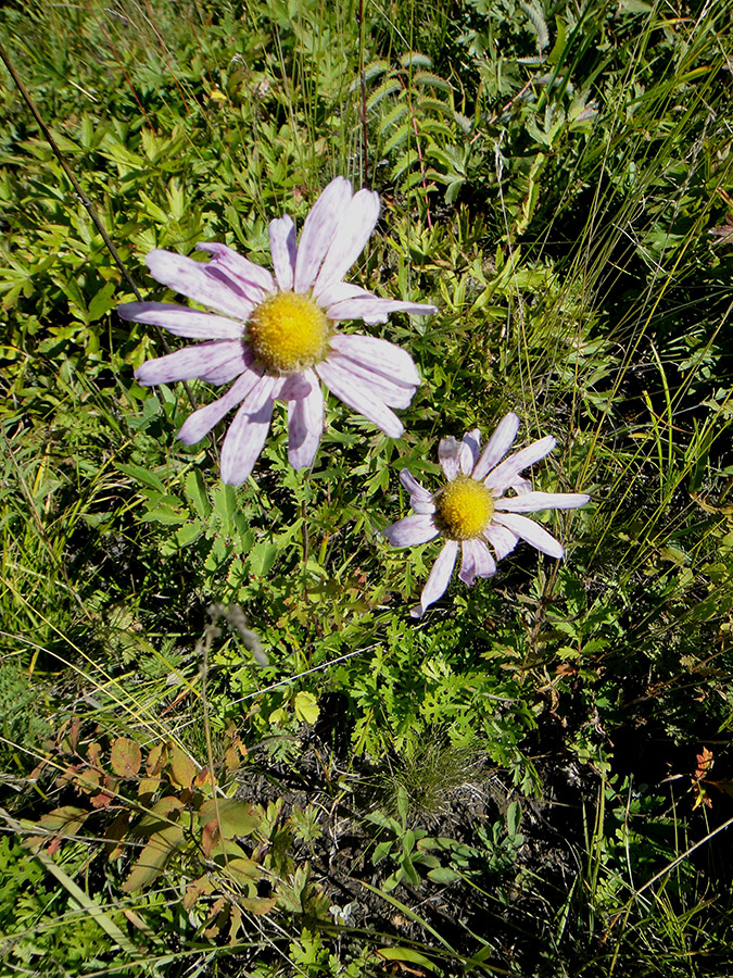 Image of Chrysanthemum zawadskii specimen.