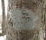 genus Lecanora. Таллом с апотециями. Окр. Архангельска, лес, на стволе Sorbus aucuparia. 11.04.2010.