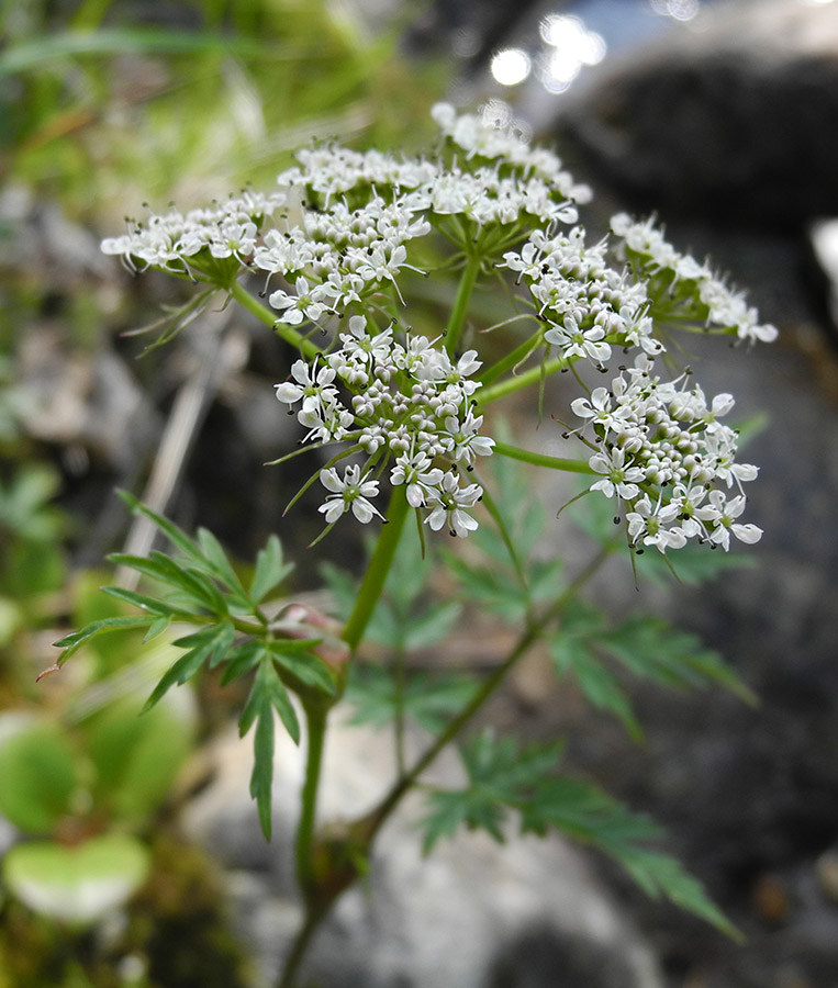 Image of Conioselinum tataricum specimen.