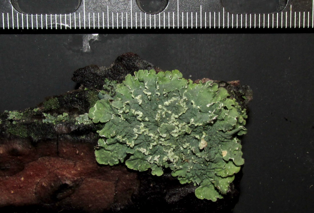 Image of Flavopunctelia soredica specimen.