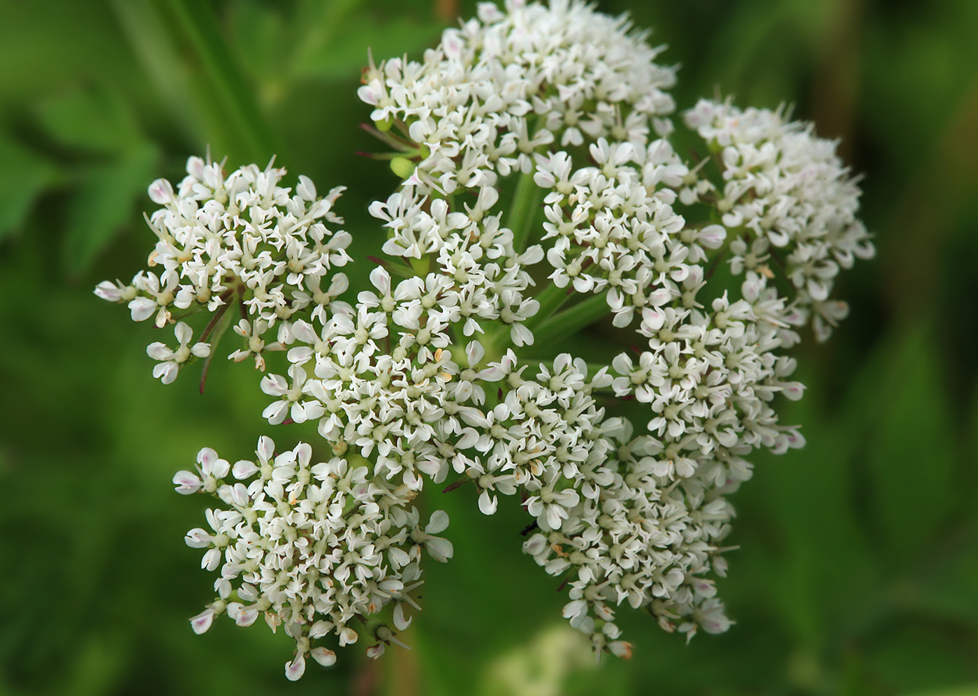 Изображение особи Oenanthe javanica.