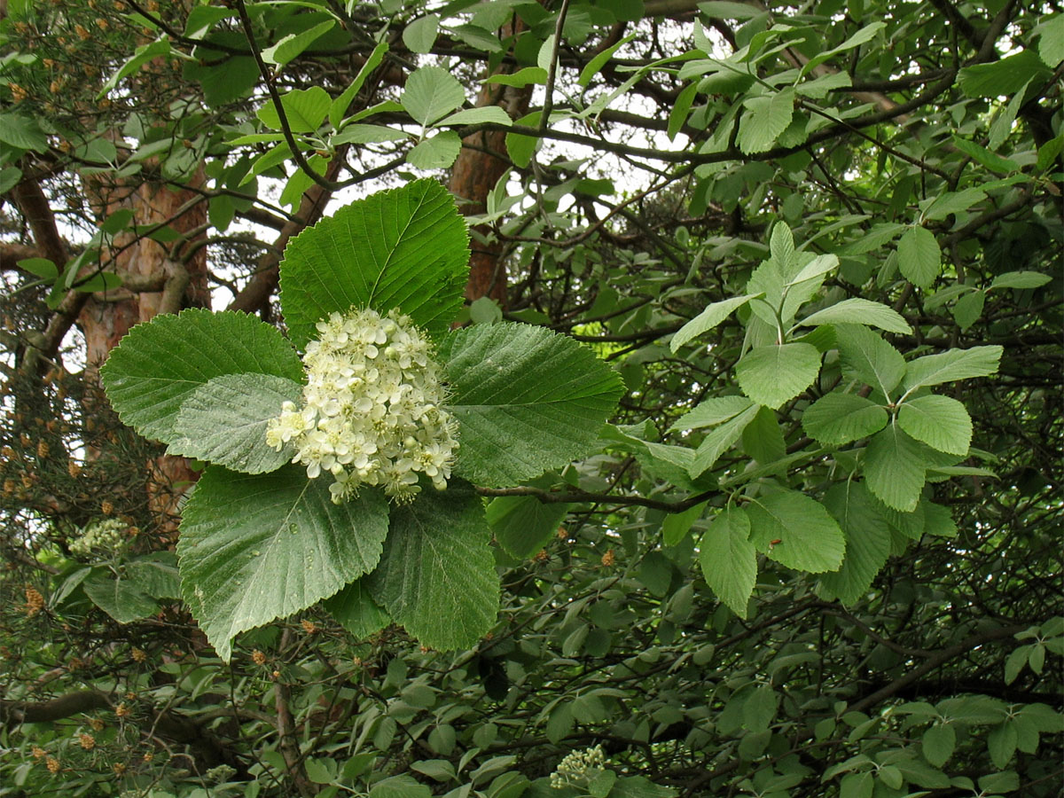 Image of Sorbus aria specimen.