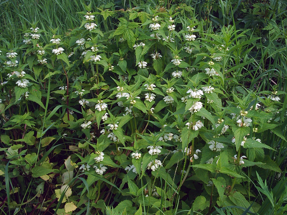 Image of Lamium album specimen.