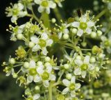 Tripterygium wilfordii