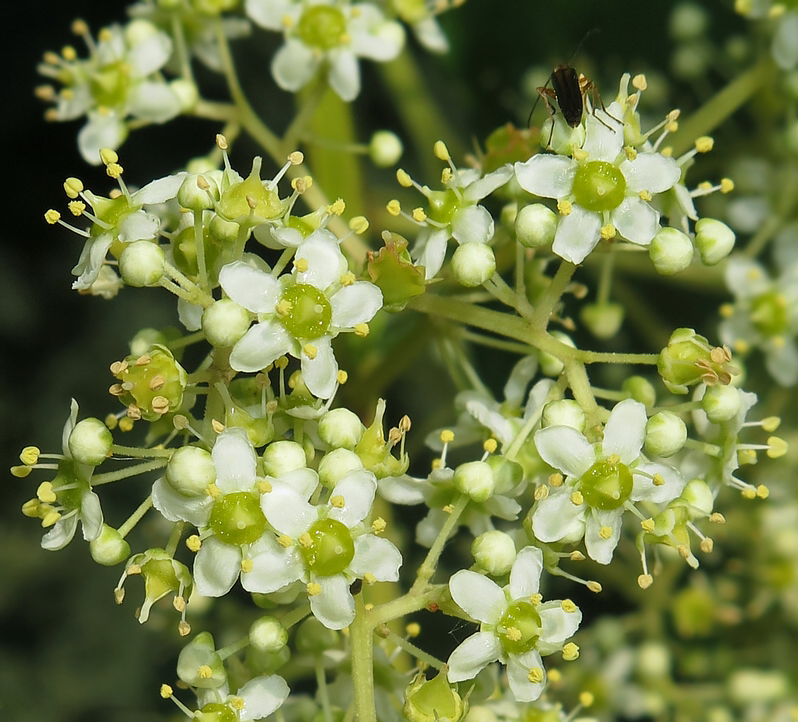 Image of Tripterygium wilfordii specimen.