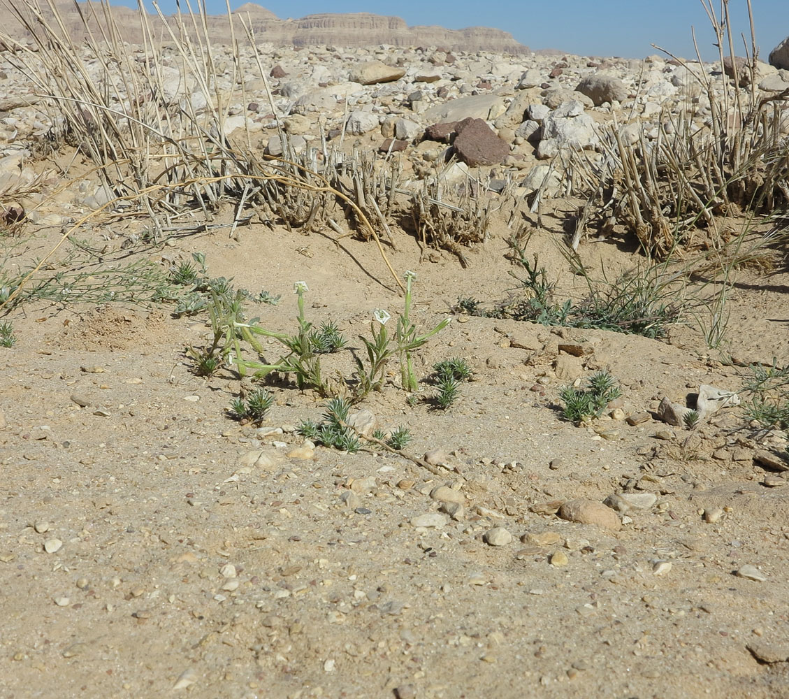 Image of Silene villosa specimen.