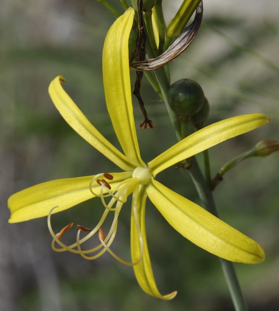 Изображение особи Asphodeline liburnica.