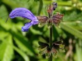 Salvia stepposa. Цветок и чашечки отцветших цветков. Украина, Сумская обл., г. Тростянец, Парк-памятник садово-паркового искусства \"Нескучное\", граница луга и леса. 09.06.2015.