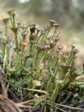 genus Cladonia