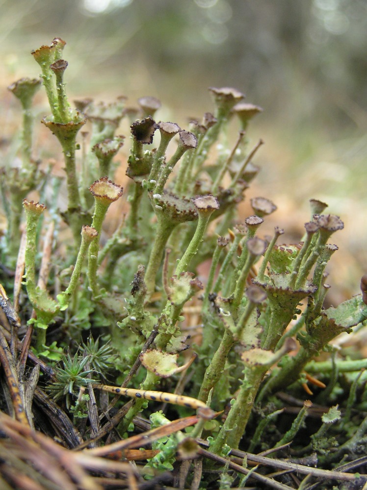 Image of genus Cladonia specimen.