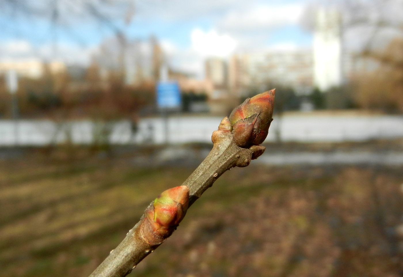 Image of Syringa josikaea specimen.