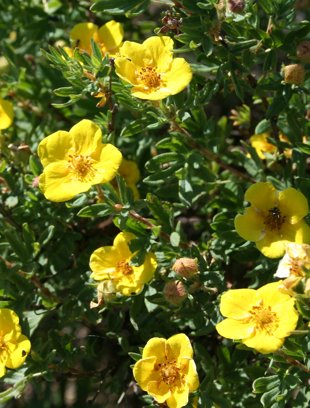 Image of Dasiphora fruticosa specimen.