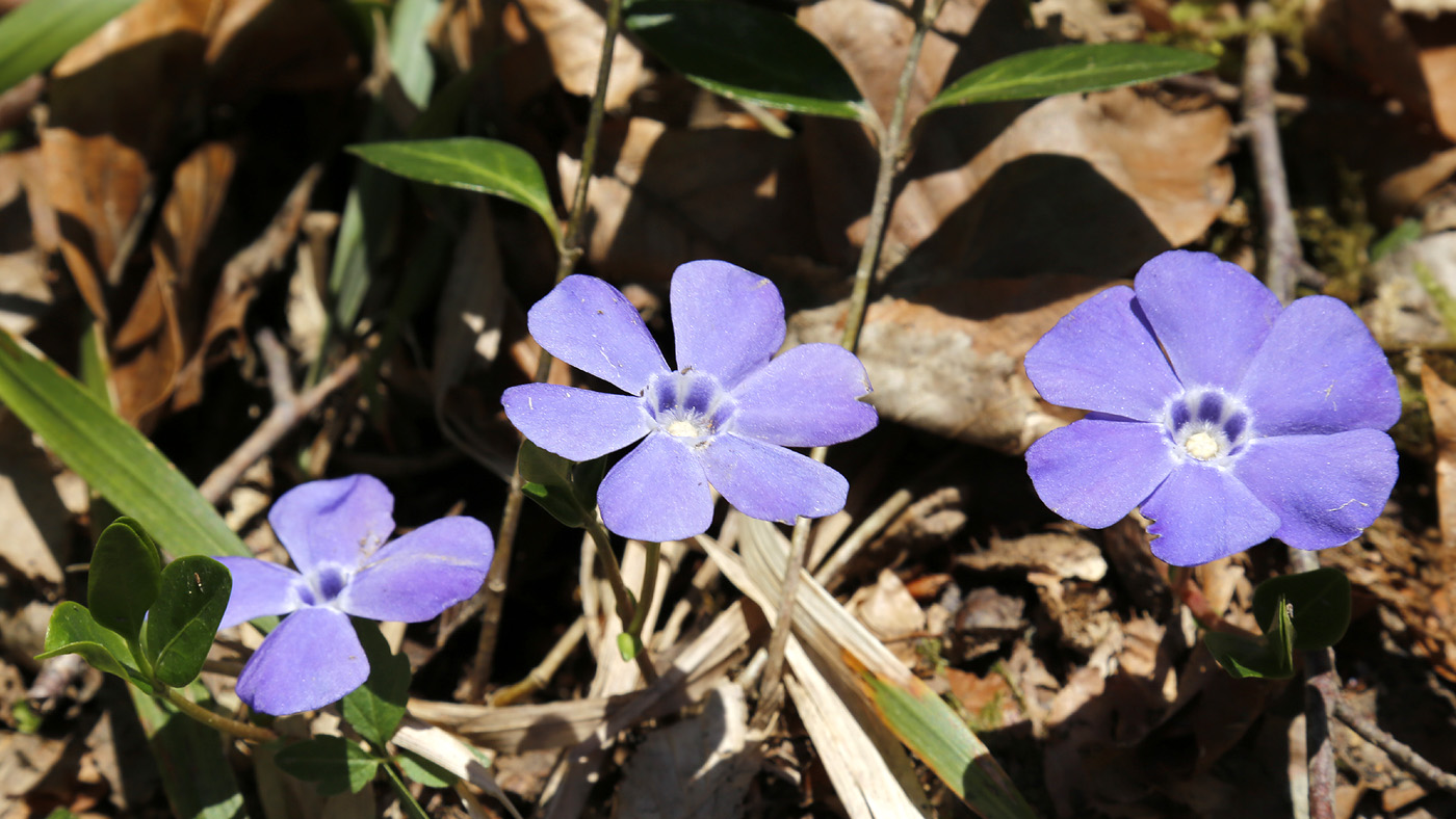 Image of Vinca minor specimen.