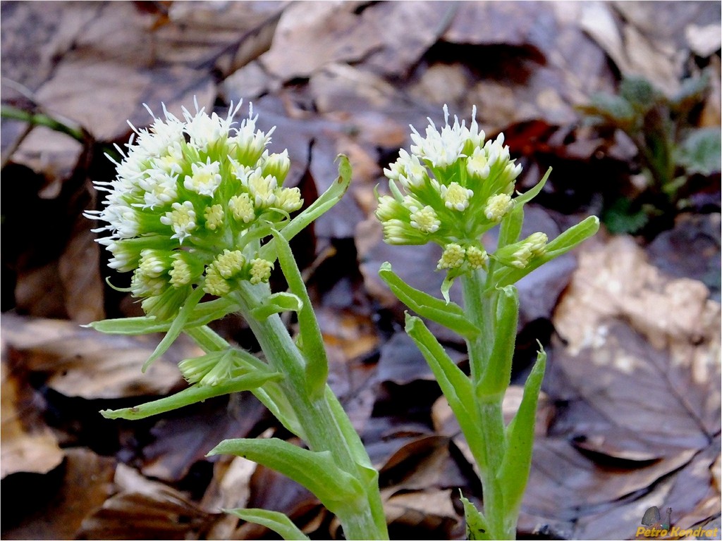 Image of Petasites albus specimen.