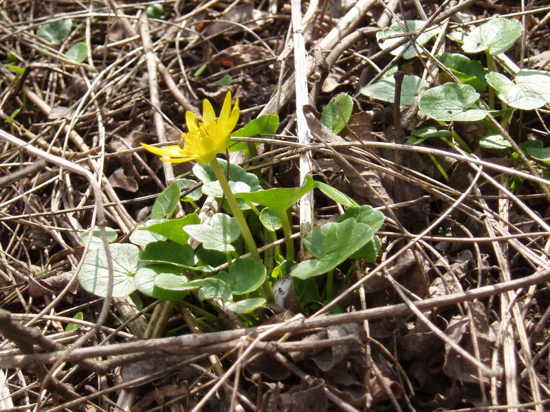 Image of Ficaria verna specimen.