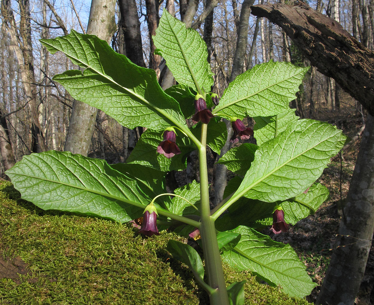 Image of Scopolia caucasica specimen.