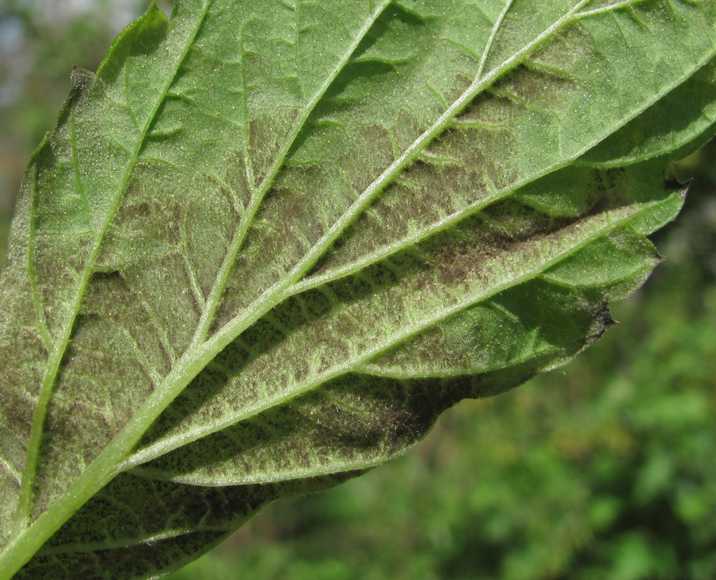 Image of Humulus lupulus specimen.