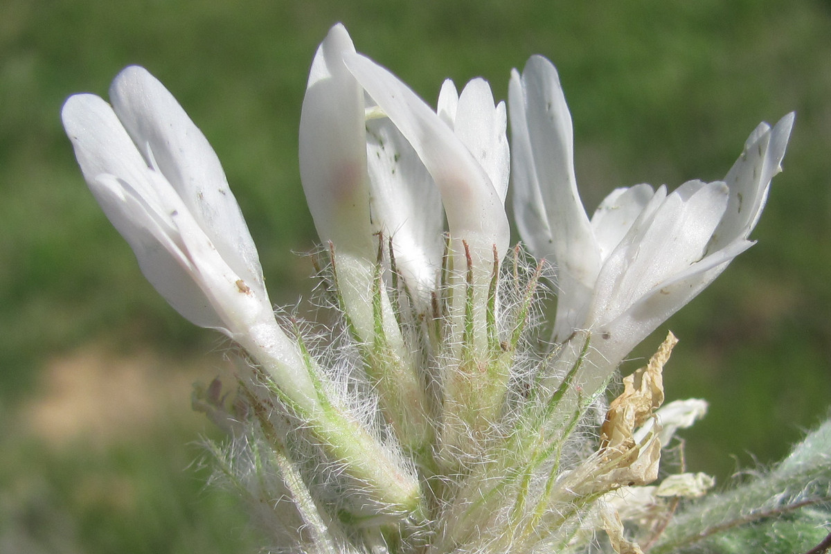 Image of Astragalus dolichophyllus specimen.