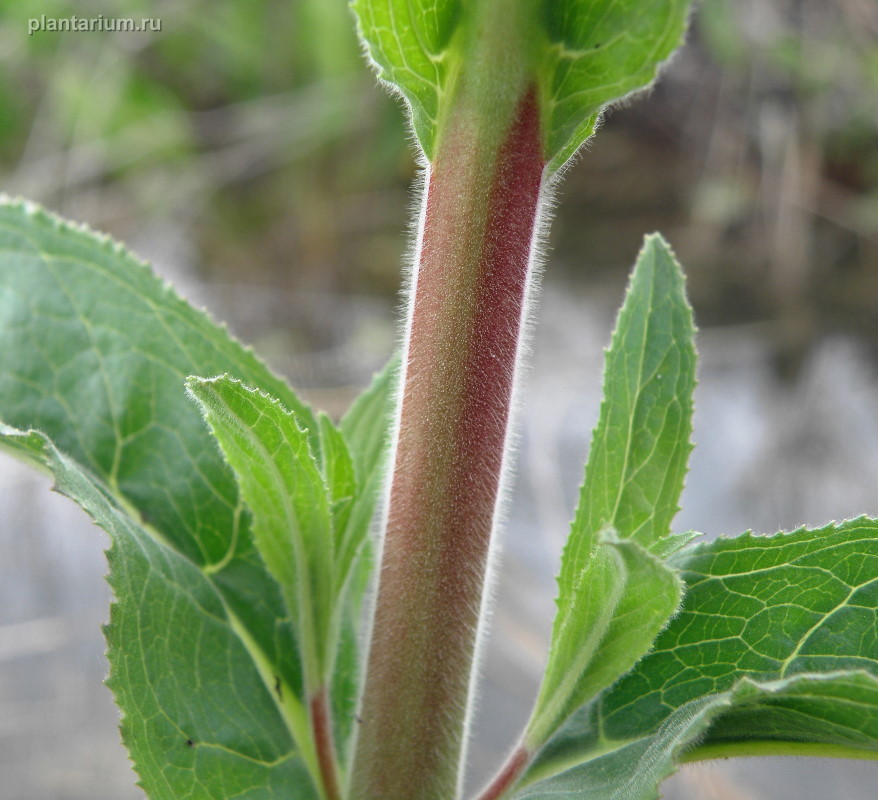 Image of Epilobium villosum specimen.