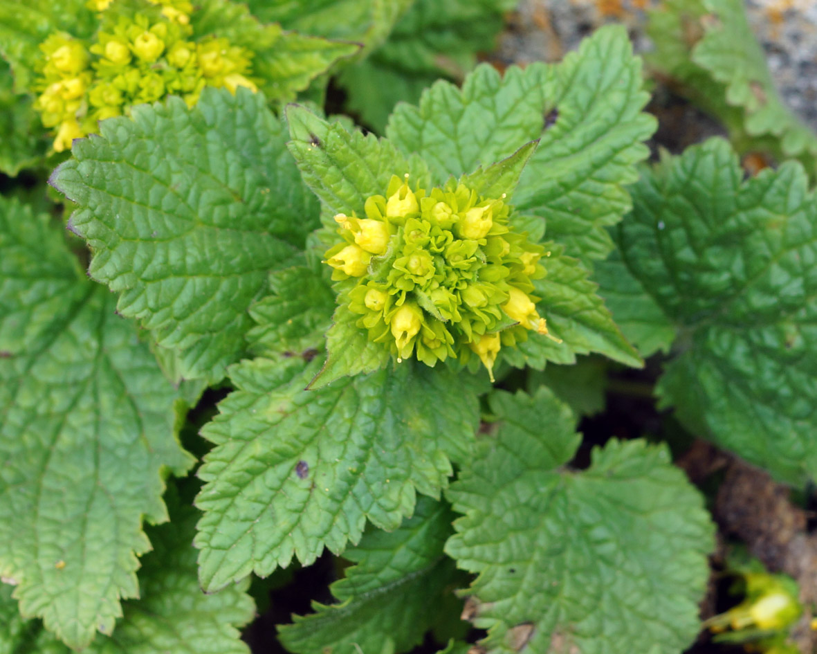 Image of Scrophularia chrysantha specimen.