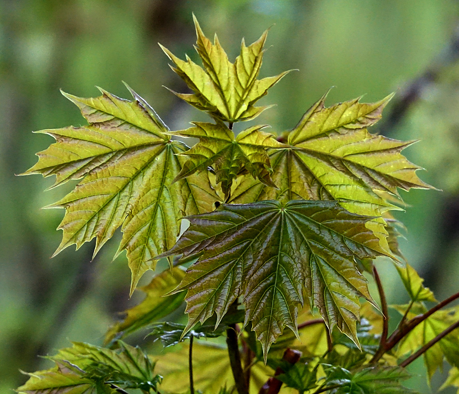 Image of Acer platanoides specimen.