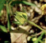 Potentilla caucasica