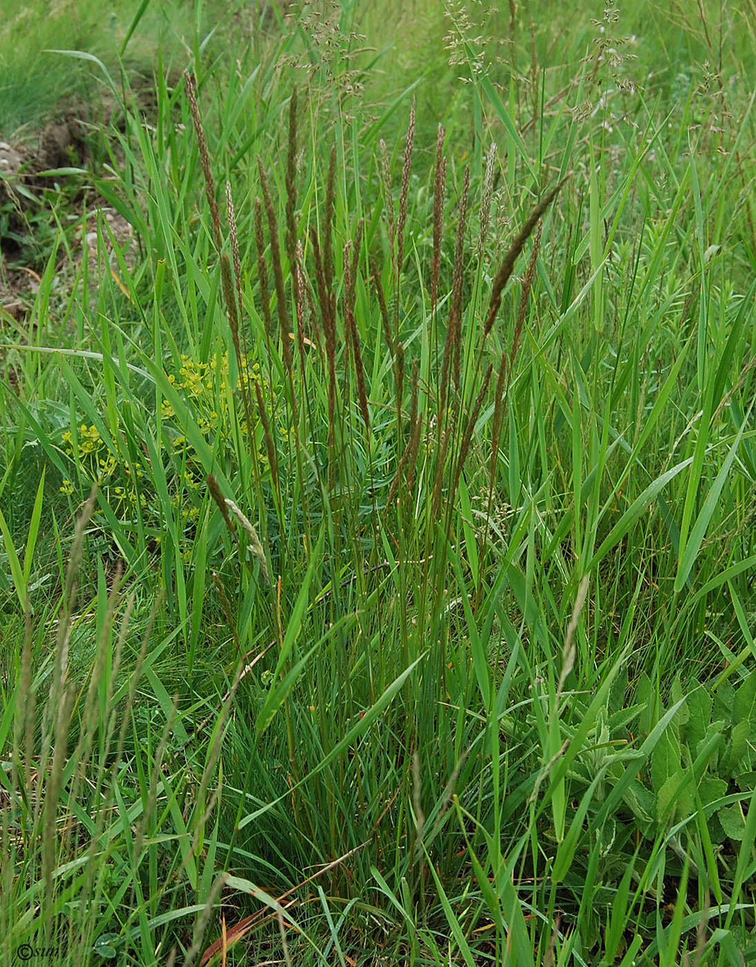 Image of Koeleria macrantha specimen.