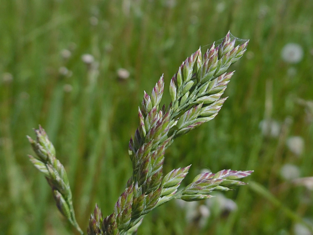 Изображение особи Poa pratensis.