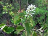 Amelanchier alnifolia. Побег с соцветием. Свердловская обл., окр. г. Североуральск, сосново-еловый лес. 11.06.2008.