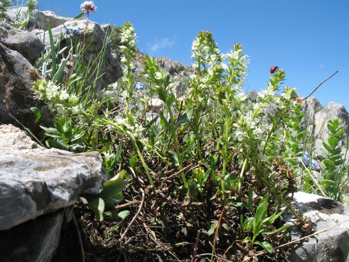 Image of Veronica tianschanica specimen.