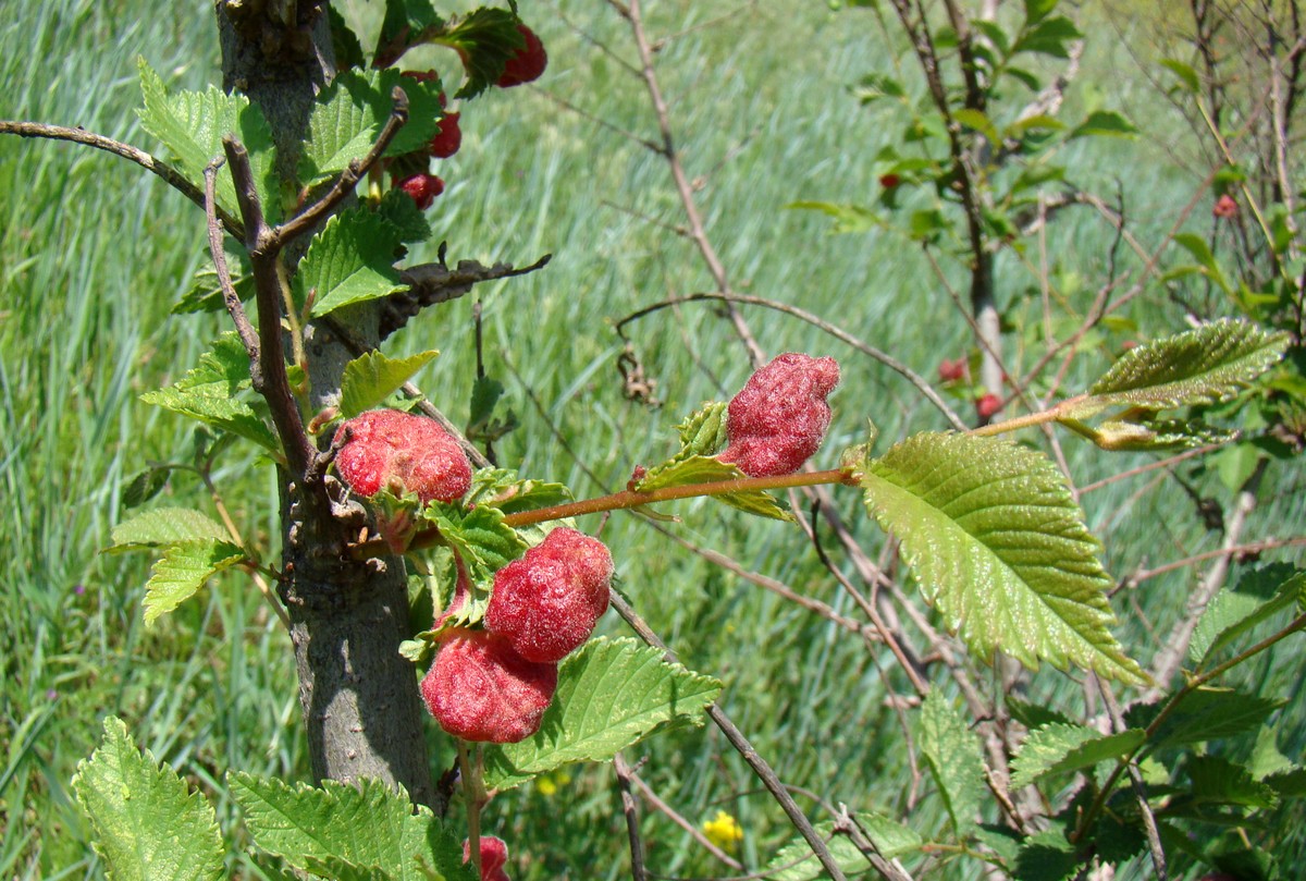 Изображение особи Ulmus minor.