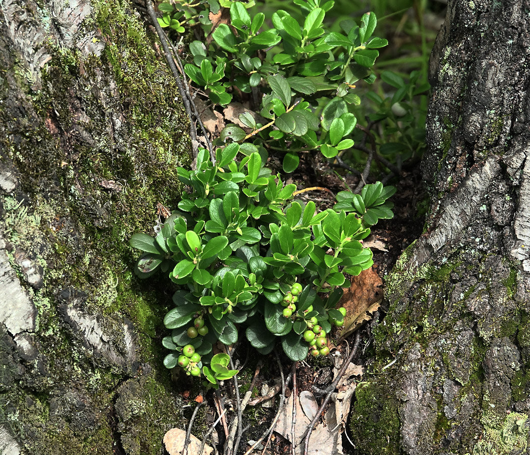 Изображение особи Vaccinium vitis-idaea.