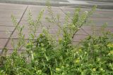 Lepidium virginicum