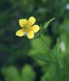 Geum aleppicum. Цветок. Пермский край, г. Пермь, Кировский р-н, заброшенный котлован для постройки дома. 16.07.2017.