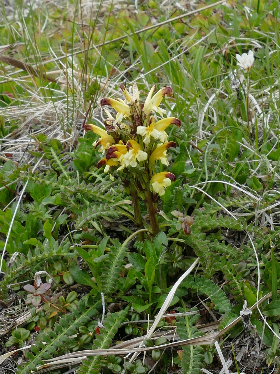Image of Pedicularis oederi specimen.