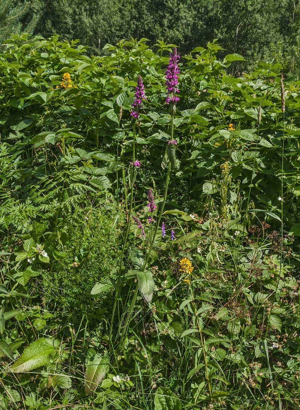 Изображение особи Betonica officinalis.