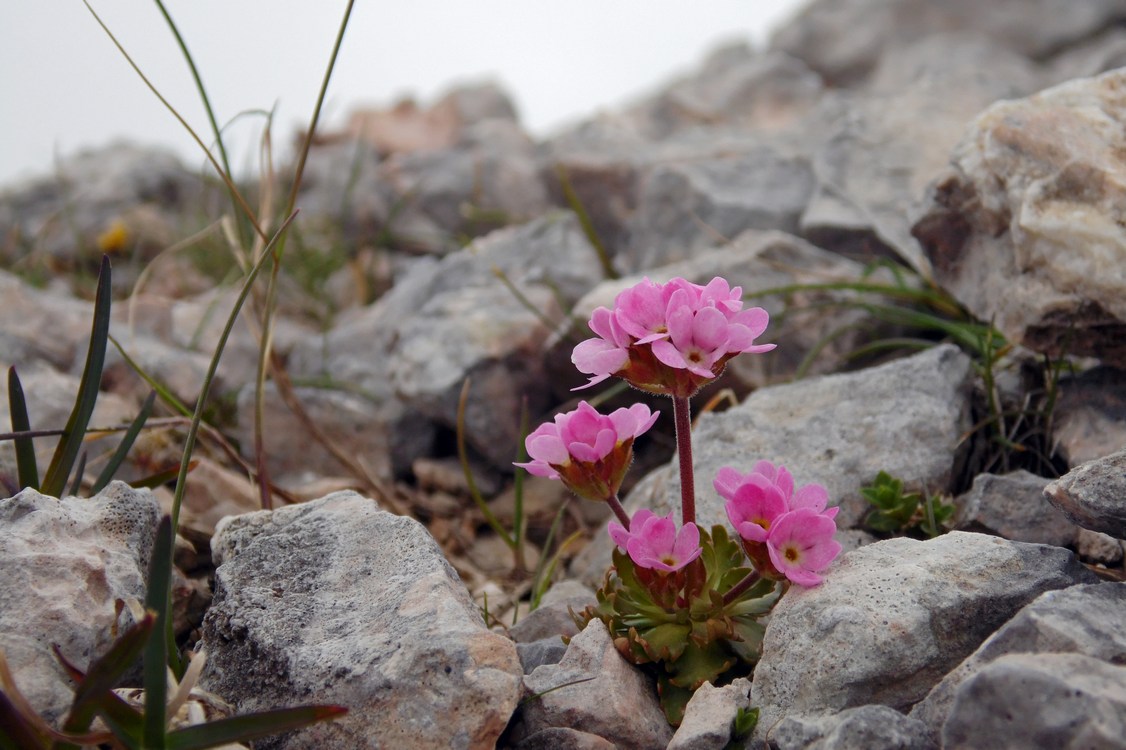 Image of Androsace albana specimen.