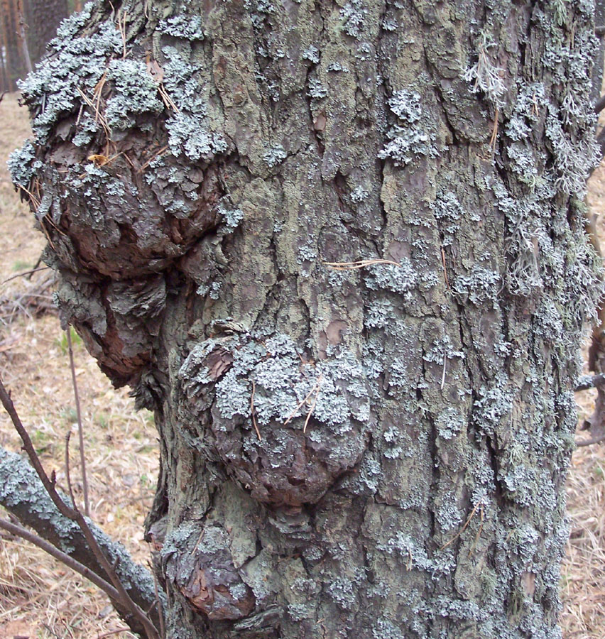 Изображение особи Pinus sylvestris.