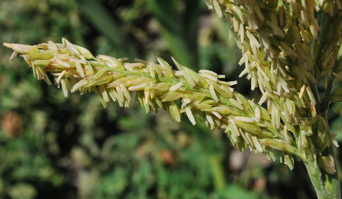 Image of Zea mays specimen.