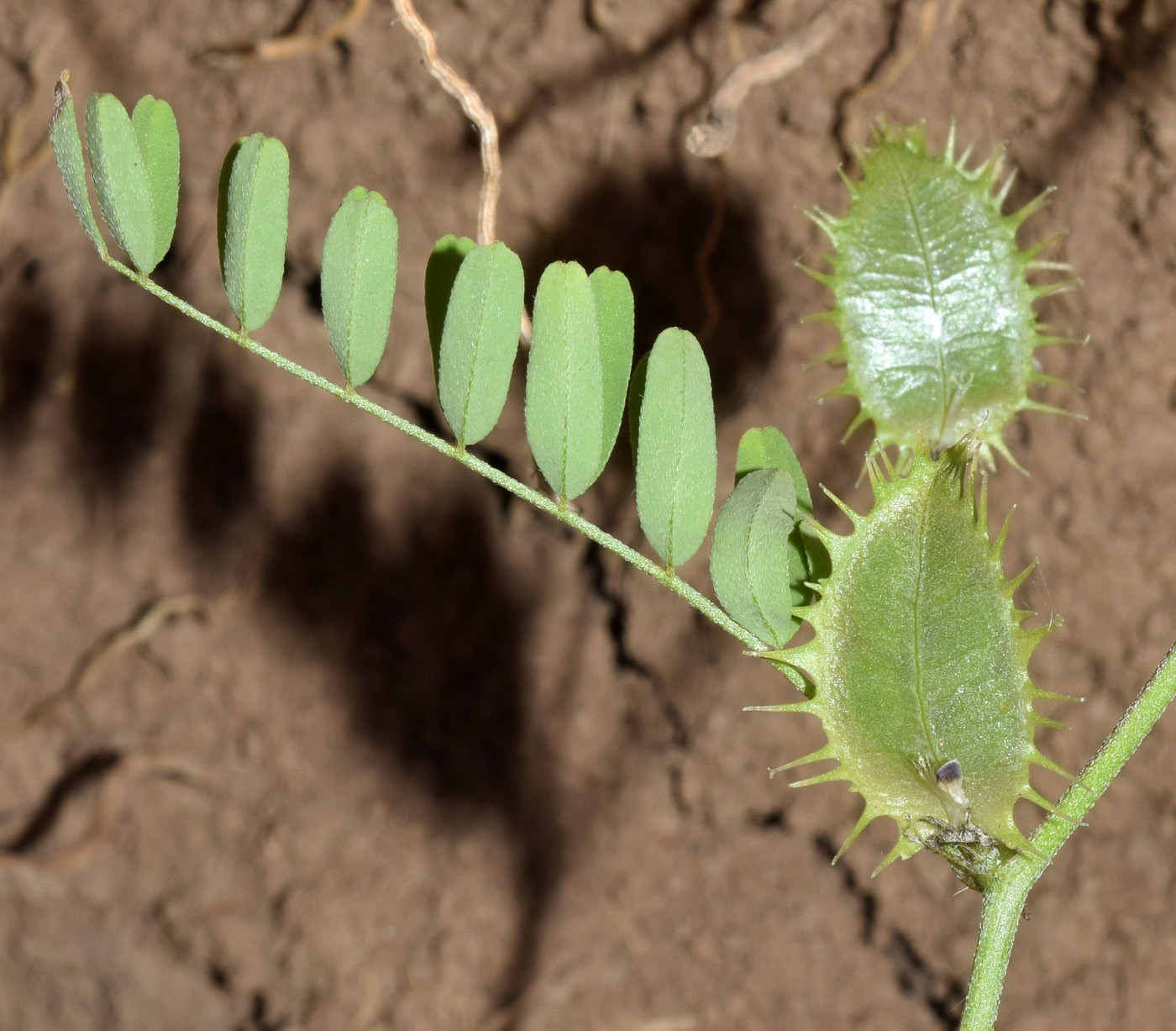 Изображение особи Astragalus schmalhausenii.