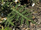 Acanthus spinosus